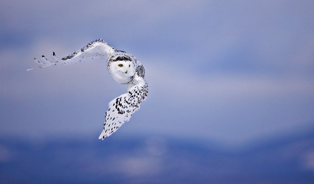 Обои сова, полет, птицы, белая, полярная, owl, flight, birds, white, polar разрешение 2880x1800 Загрузить