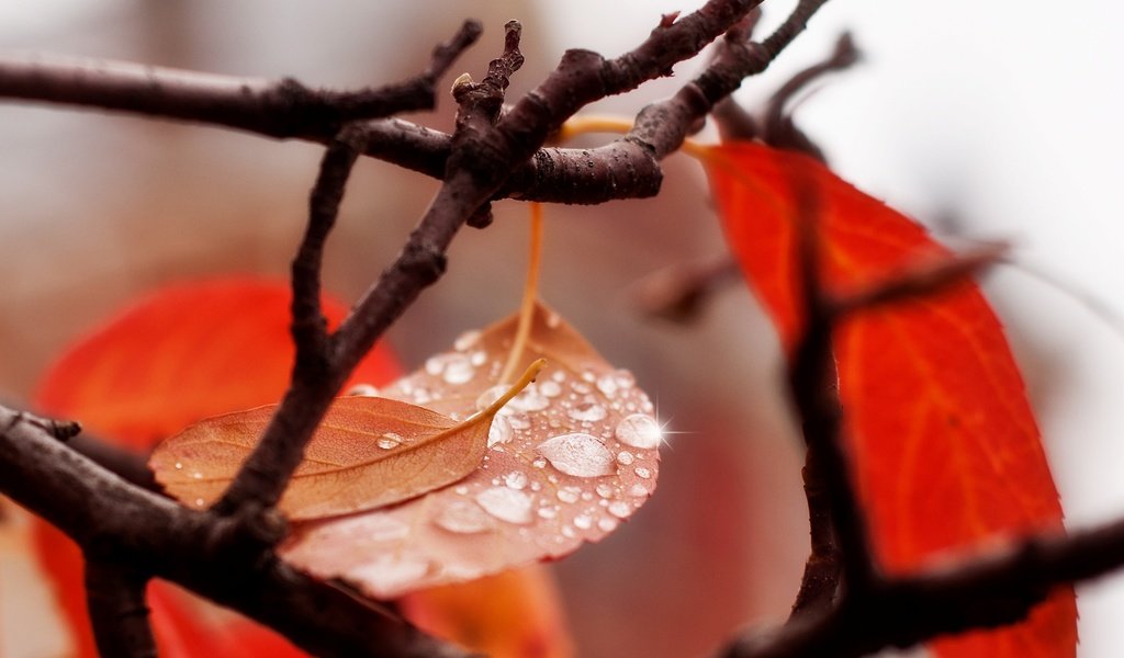 Обои вода, ветка, листья, макро, капли, осень, water, branch, leaves, macro, drops, autumn разрешение 2560x1600 Загрузить