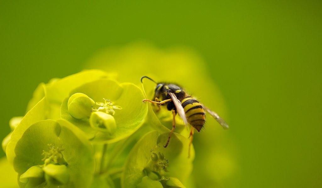 Обои макро, насекомое, цветок, пчела, macro, insect, flower, bee разрешение 2560x1600 Загрузить