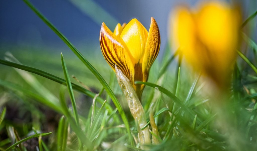 Обои цветы, трава, макро, весна, желтые, крокус, flowers, grass, macro, spring, yellow, krokus разрешение 1920x1200 Загрузить