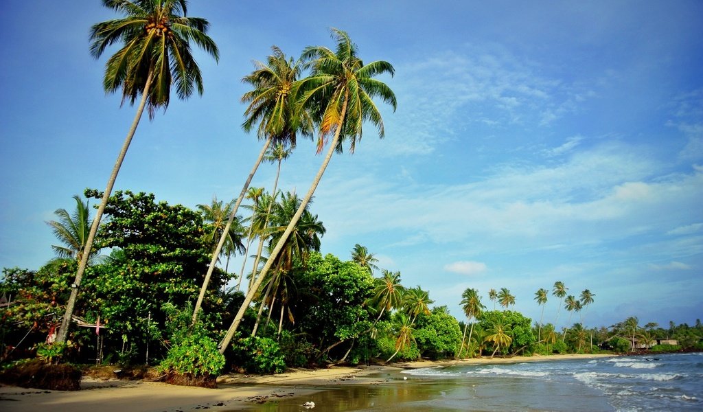 Обои природа, волны, море, пляж, пальмы, nature, wave, sea, beach, palm trees разрешение 2048x1371 Загрузить