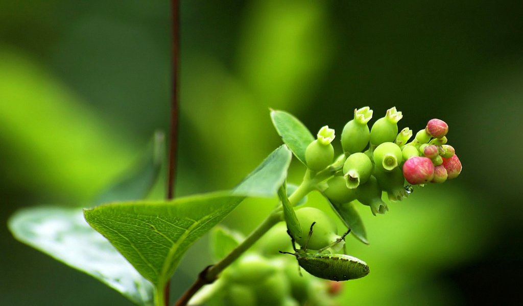 Обои зелёный, жук, макро, насекомое, цветок, растение, green, beetle, macro, insect, flower, plant разрешение 1920x1080 Загрузить