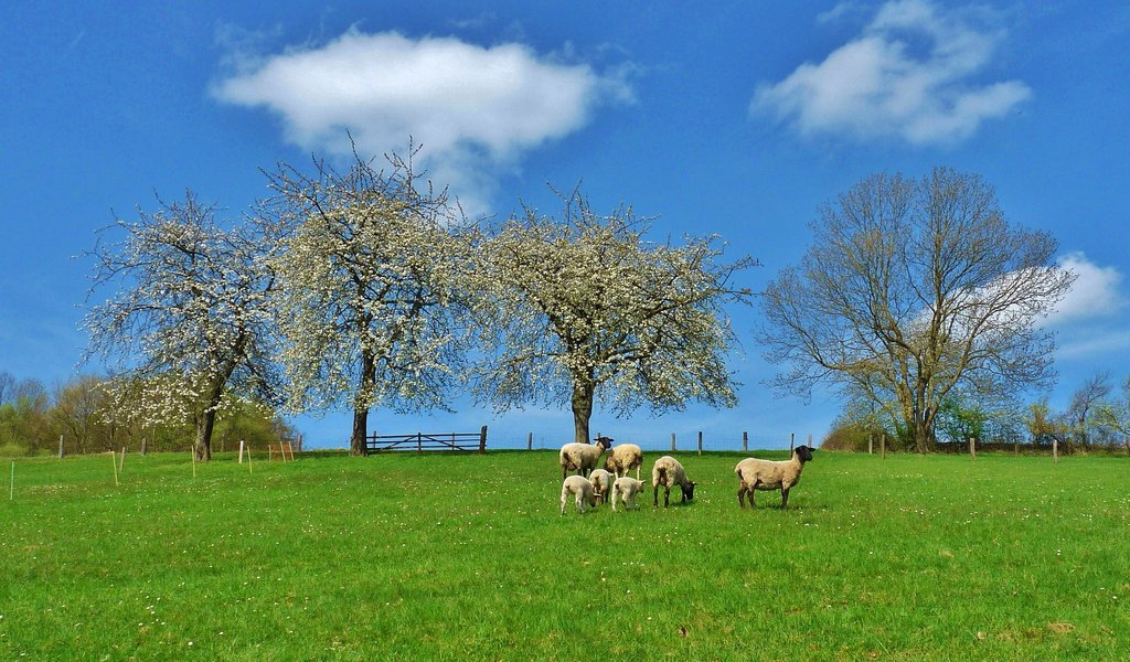 Обои деревья, природа, пейзаж, поле, луг, пастбище, овцы, trees, nature, landscape, field, meadow, pasture, sheep разрешение 3030x1879 Загрузить