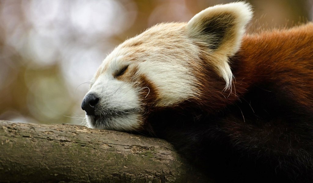 Обои животные, мордочка, панда, спит, красная панда, малая панда, animals, muzzle, panda, sleeping, red panda разрешение 2048x1356 Загрузить