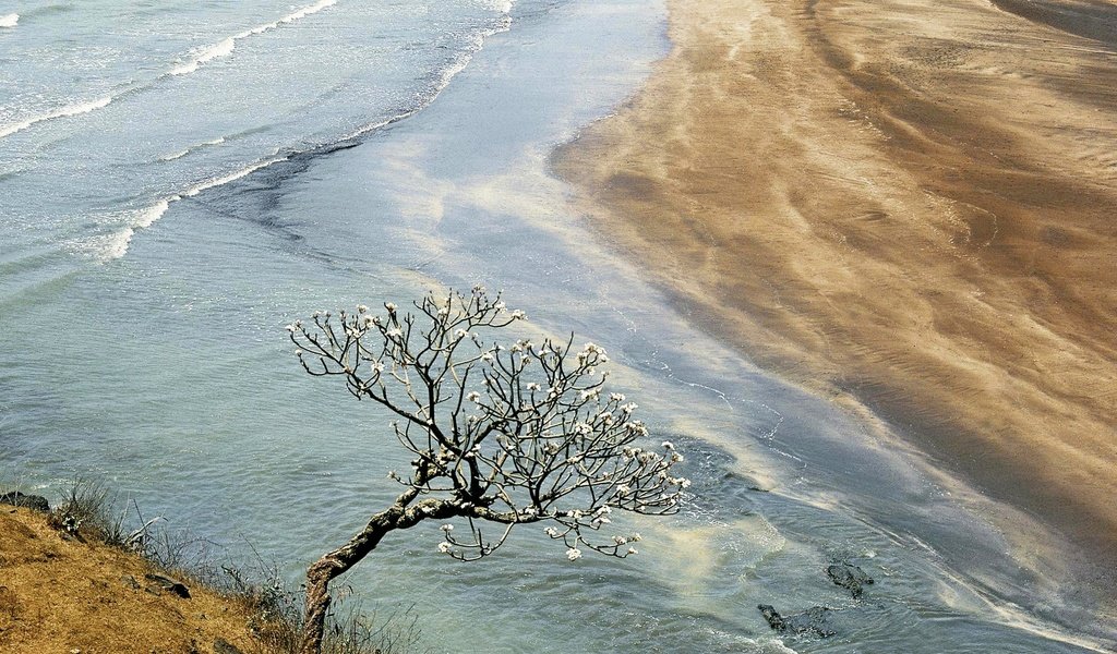 Обои цветы, река, дерево, берег, песок, весна, разлив, flowers, river, tree, shore, sand, spring, spill разрешение 1920x1280 Загрузить