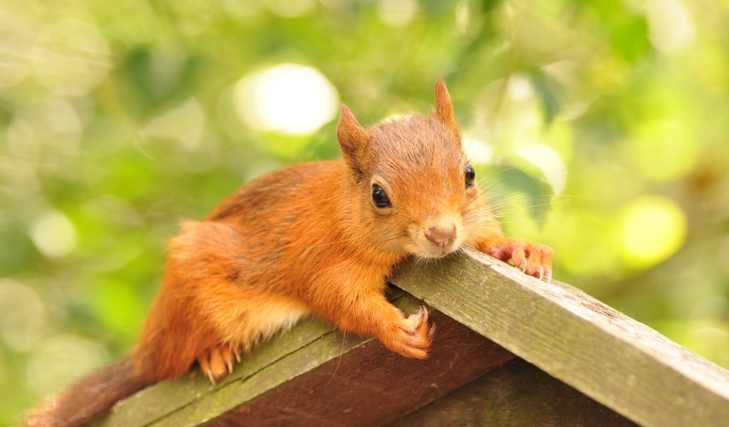 Обои листва, домик, животное, белка, грызун, кормушка, foliage, house, animal, protein, rodent, feeder разрешение 4288x2848 Загрузить