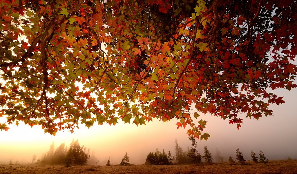 Обои листья, туман, ветки, осень, клен, кленовый лист, leaves, fog, branches, autumn, maple, maple leaf разрешение 2048x1356 Загрузить