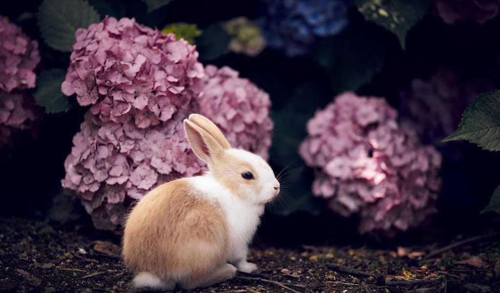 Обои цветы, кролик, животное, гортензия, flowers, rabbit, animal, hydrangea разрешение 2560x1709 Загрузить