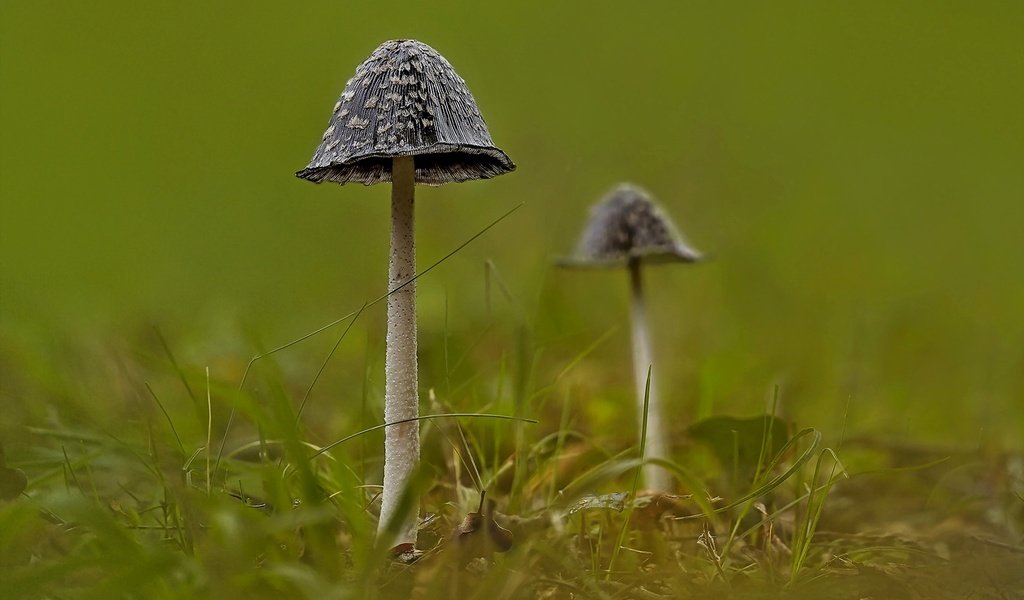 Обои природа, фон, грибы, nature, background, mushrooms разрешение 1920x1279 Загрузить