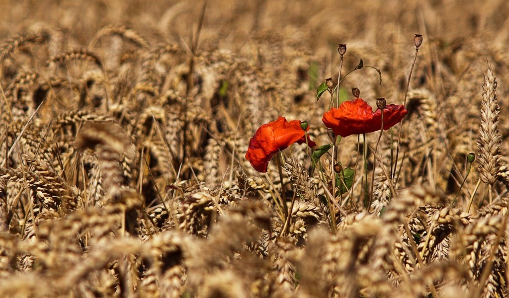 Обои цветы, природа, поле, осень, маки, колосья, пшеница, flowers, nature, field, autumn, maki, ears, wheat разрешение 2880x1920 Загрузить