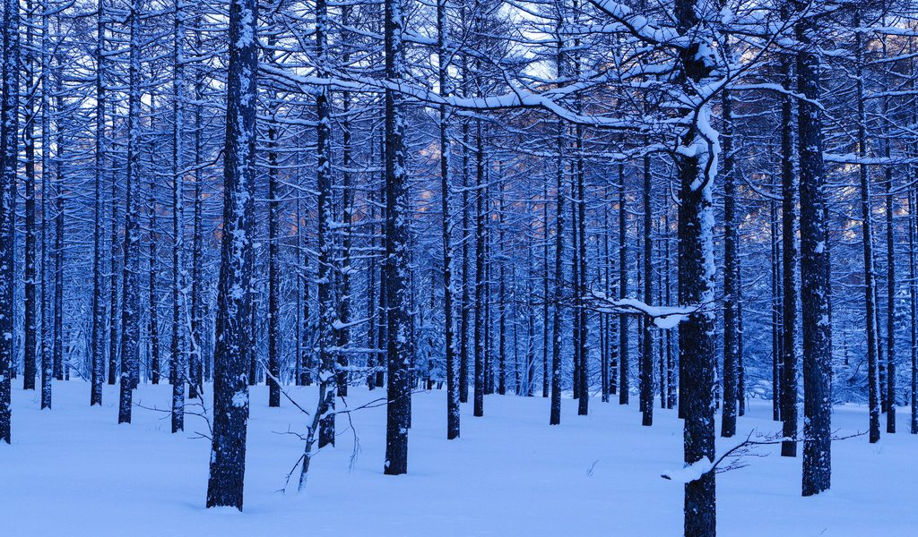 Обои деревья, снег, лес, зима, стволы, trees, snow, forest, winter, trunks разрешение 2048x1458 Загрузить