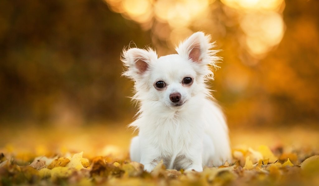 Обои листья, собака, песик, боке, чихуахуа, leaves, dog, doggie, bokeh, chihuahua разрешение 2048x1312 Загрузить