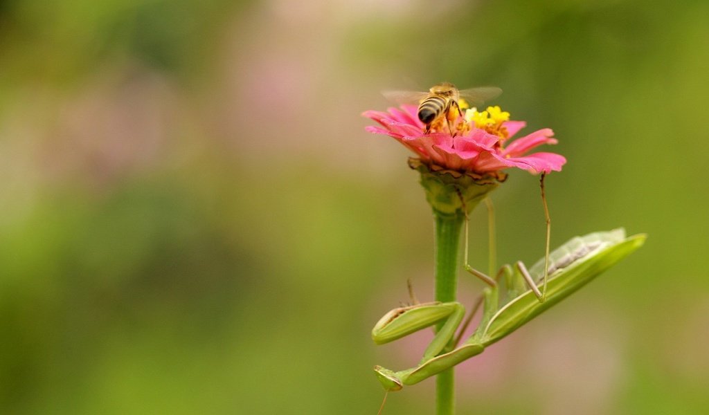 Обои природа, цветок, насекомые, пчела, богомол, nature, flower, insects, bee, mantis разрешение 1920x1280 Загрузить