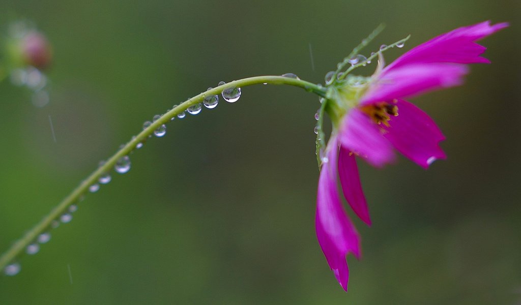 Обои цветок, роса, капли, лепестки, стебель, flower, rosa, drops, petals, stem разрешение 1920x1080 Загрузить