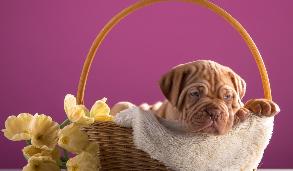 Обои цветы, щенок, корзина, дог, бордоский, flowers, puppy, basket, dog, bordeaux разрешение 3600x2313 Загрузить