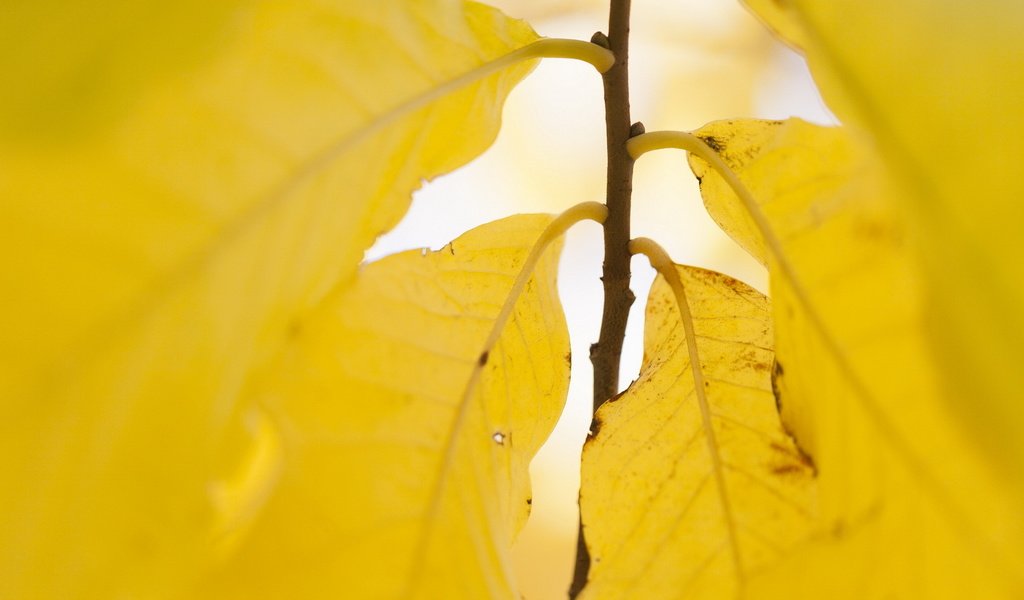 Обои природа, листья, осень, жёлтая, желтые, осен,  листья, nature, leaves, autumn, yellow разрешение 1920x1200 Загрузить