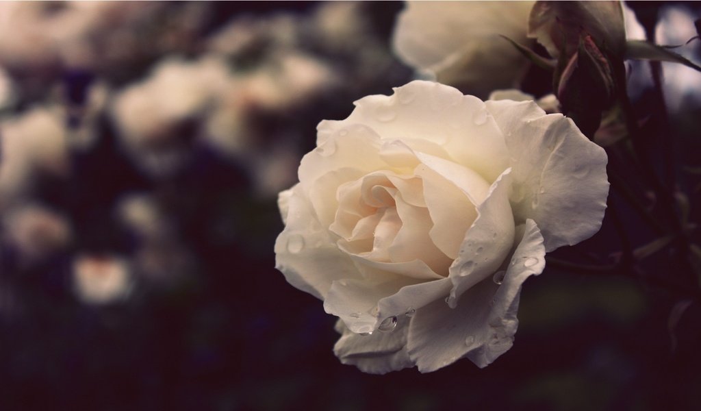 Обои природа, цветок, роза, белая, nature, flower, rose, white разрешение 1920x1080 Загрузить