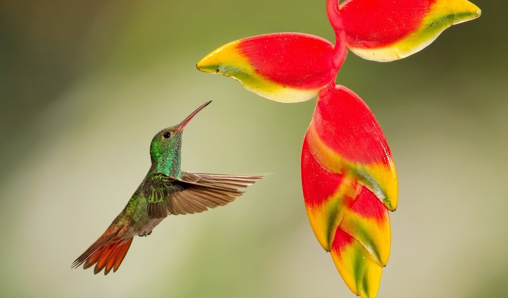 Обои полет, цветок, птица, тропики, колибри, кроха, flight, flower, bird, tropics, hummingbird, baby разрешение 2048x1298 Загрузить