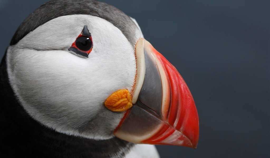 Обои морская, птица, клюв, атлантический тупик, sea, bird, beak, atlantic puffin разрешение 1920x1200 Загрузить