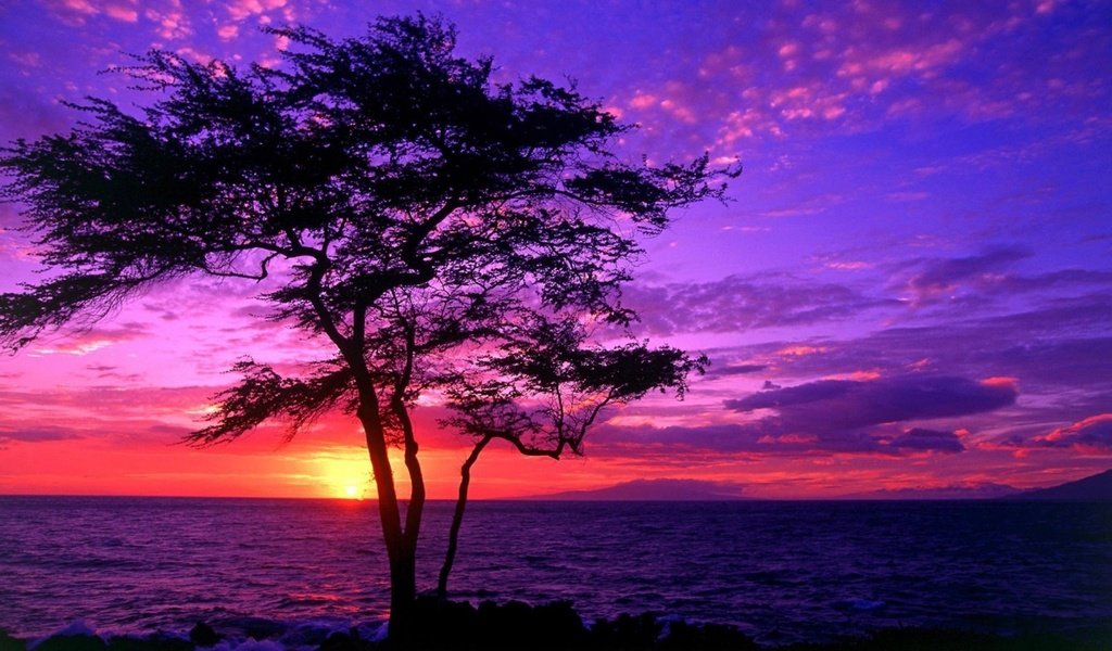 Обои дерево, закат, пейзаж, море, beautiful scenery,     дерево, tree, sunset, landscape, sea разрешение 1920x1080 Загрузить