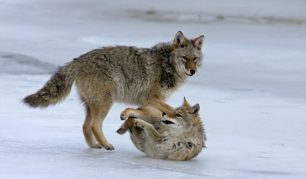 Обои морда, природа, фон, лапы, хищник, волки, волк, face, nature, background, paws, predator, wolves, wolf разрешение 2048x1425 Загрузить