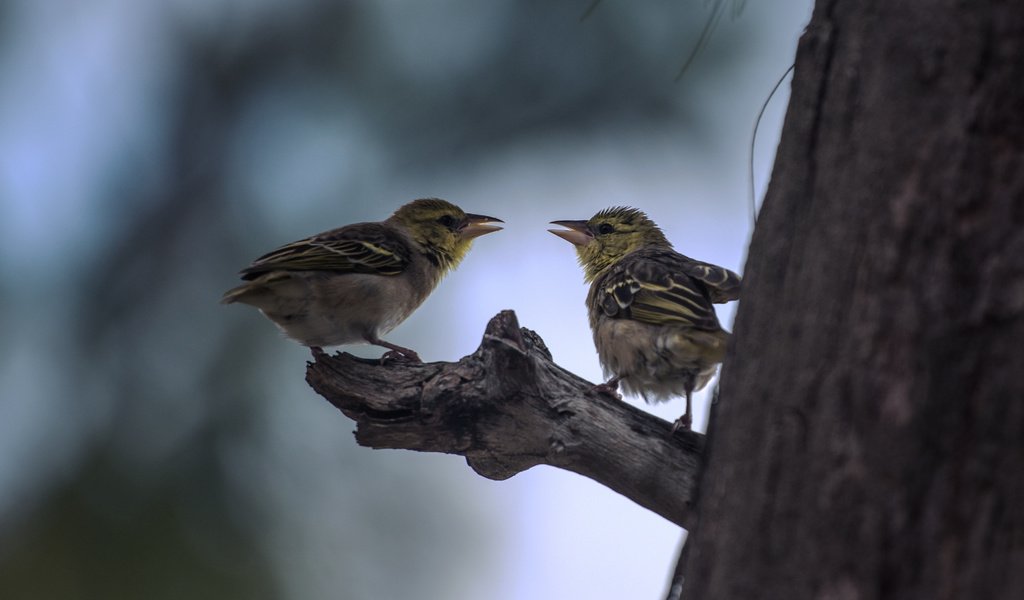 Обои природа, дерево, птицы, nature, tree, birds разрешение 4168x2345 Загрузить