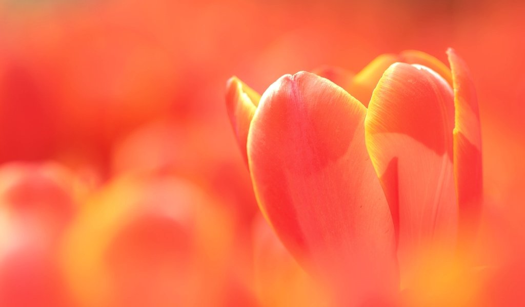 Обои макро, бутон, тюльпан, macro, bud, tulip разрешение 2048x1362 Загрузить