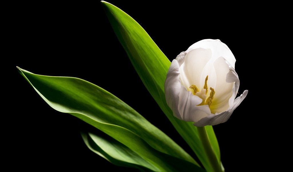 Обои белый, тюльпан, белая, alone in the dark, white, tulip разрешение 1920x1200 Загрузить