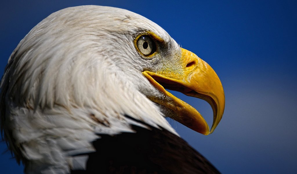 Обои взгляд, орел, хищник, птица, клюв, белоголовый орлан, look, eagle, predator, bird, beak, bald eagle разрешение 3040x1731 Загрузить