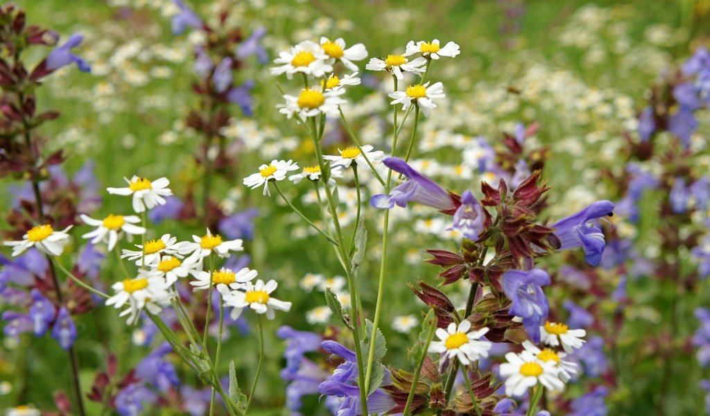 Обои лето, луг, ромашки, полевые цветы, summer, meadow, chamomile, wildflowers разрешение 2400x1597 Загрузить