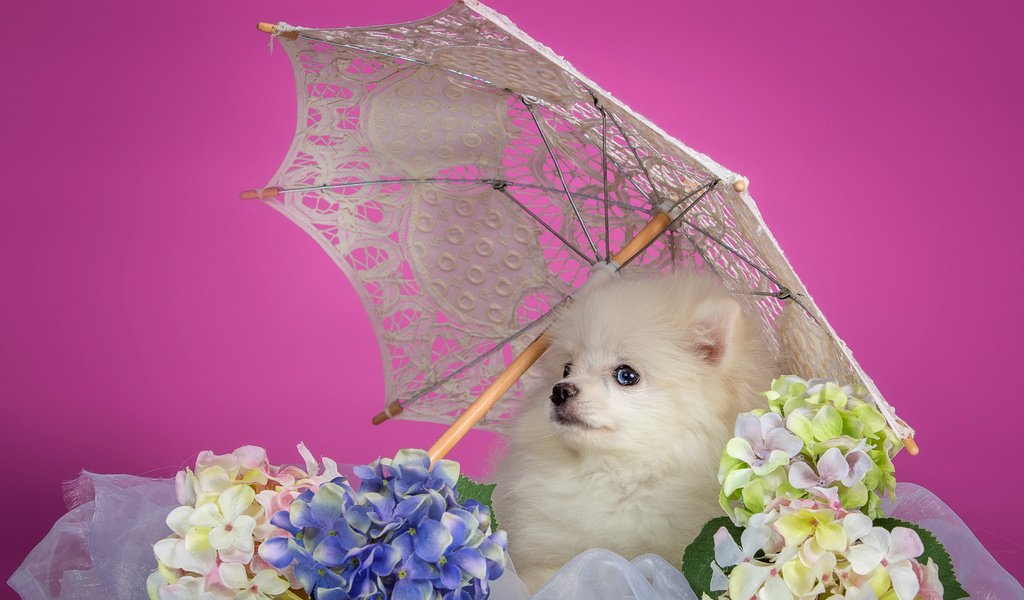 Обои белый, щенок, зонтик, гортензия, шпиц, white, puppy, umbrella, hydrangea, spitz разрешение 3000x1862 Загрузить