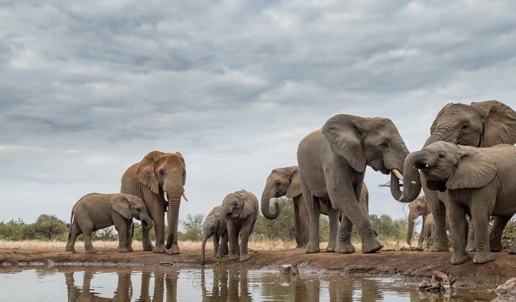 Обои природа, африка, слоны, хобот, бивни, nature, africa, elephants, trunk, tusks разрешение 1920x1112 Загрузить