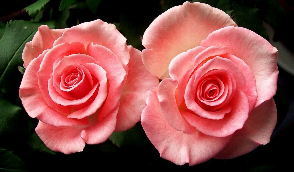 Обои розы, пара, розовые, roses, pair, pink разрешение 2048x1426 Загрузить