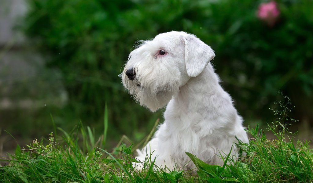 Обои трава, белый, щенок, порода, силихем-терьер, grass, white, puppy, breed, the sealyham terrier разрешение 3000x1930 Загрузить