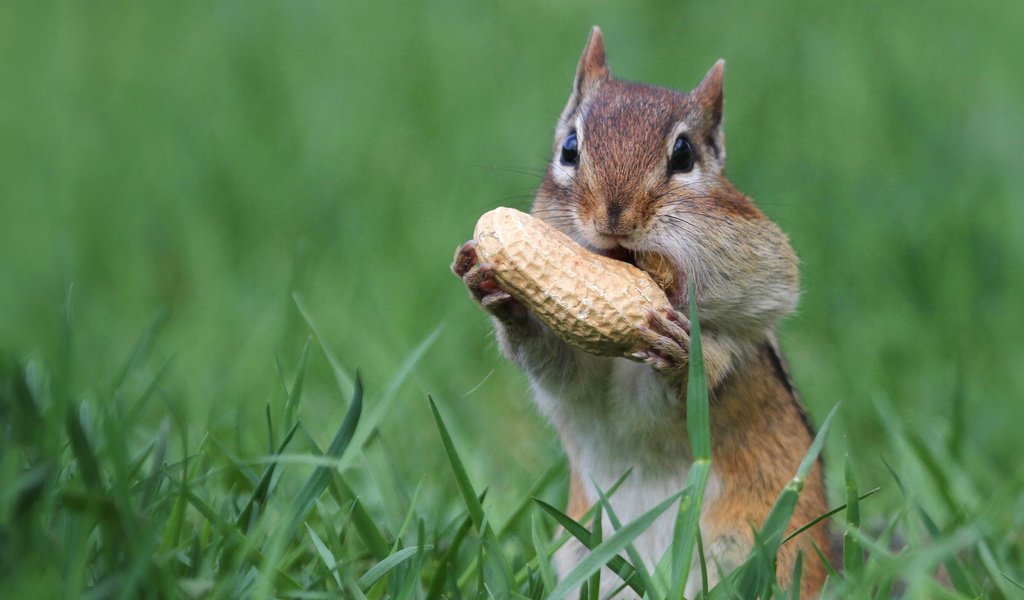 Обои орех, арахис, бурундук, грызун, щёки, walnut, peanuts, chipmunk, rodent, cheeks разрешение 1920x1200 Загрузить