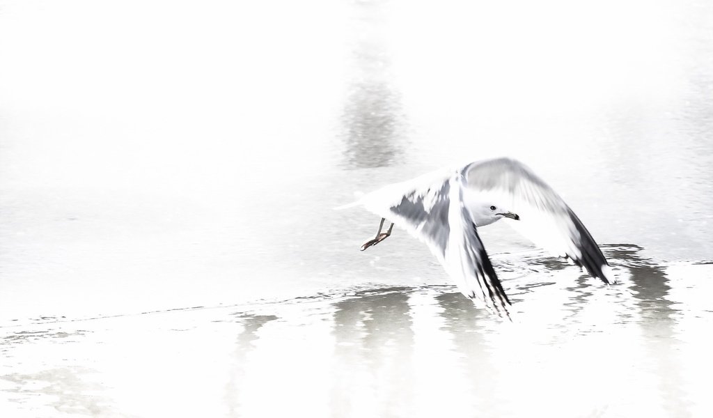 Обои природа, полет, чайка, птица, nature, flight, seagull, bird разрешение 2048x1305 Загрузить