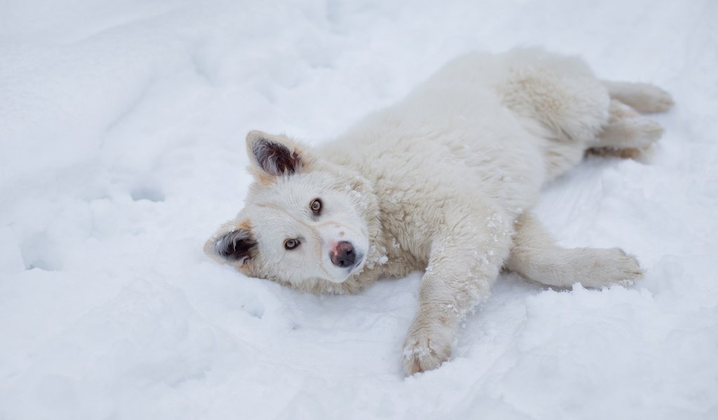 Обои снег, зима, взгляд, пушистый, собака, лежит, песик, snow, winter, look, fluffy, dog, lies, doggie разрешение 5202x3468 Загрузить