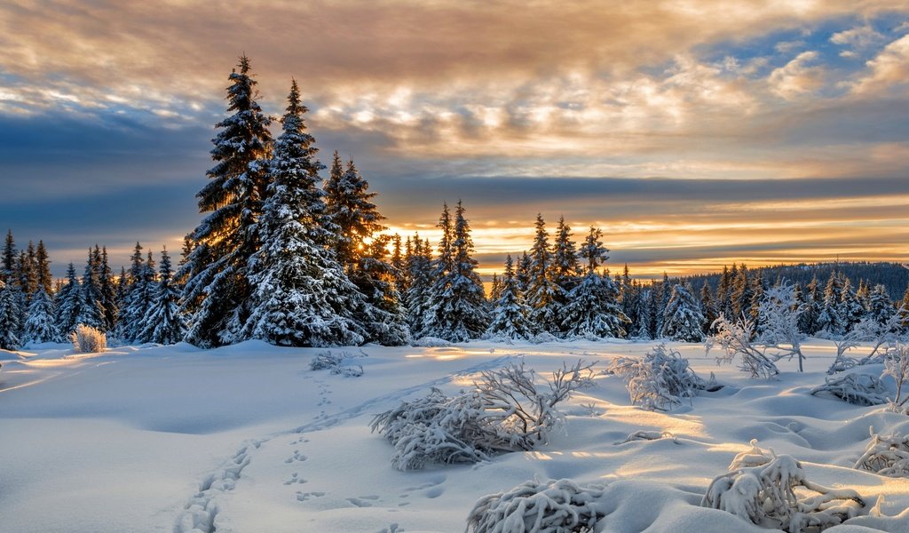 Обои снег, зима, следы, ели, норвегия, норвегии, лиллехаммер, snow, winter, traces, ate, norway, lillehammer разрешение 2000x1328 Загрузить