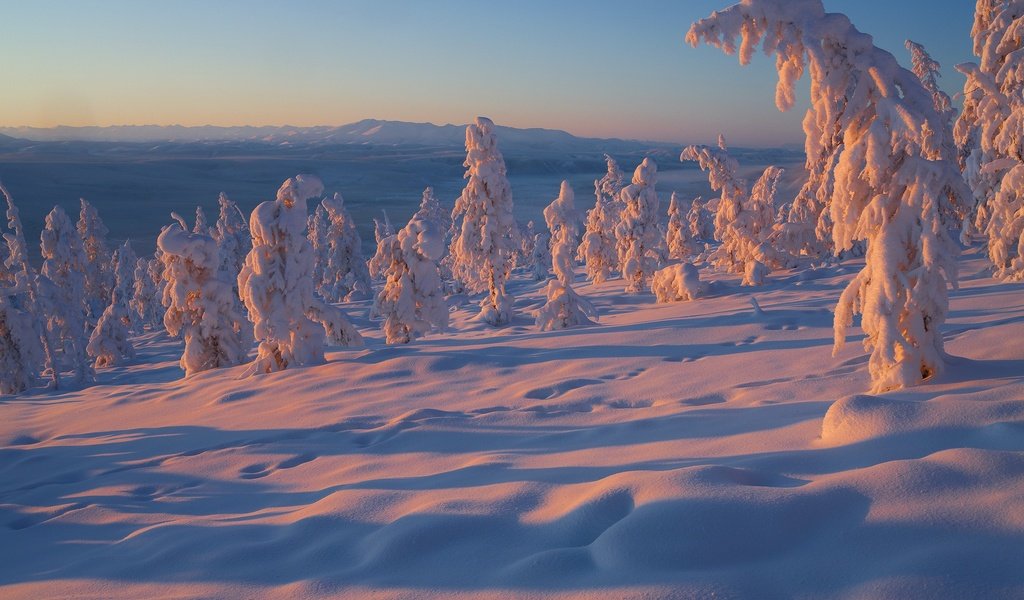 Обои деревья, снег, зима, россия, владимир рябков, якутия, trees, snow, winter, russia, vladimir ryabkov, yakutia разрешение 2400x1600 Загрузить