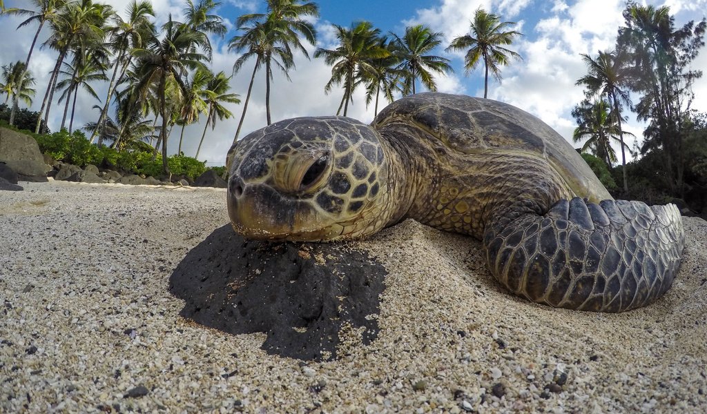 Обои песок, черепаха, пальмы, животное, jeremy bishop, sand, turtle, palm trees, animal разрешение 4000x3000 Загрузить