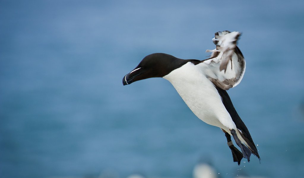 Обои полет, птица, ray hennessy, гагарка, flight, bird, razorbill разрешение 2721x1810 Загрузить