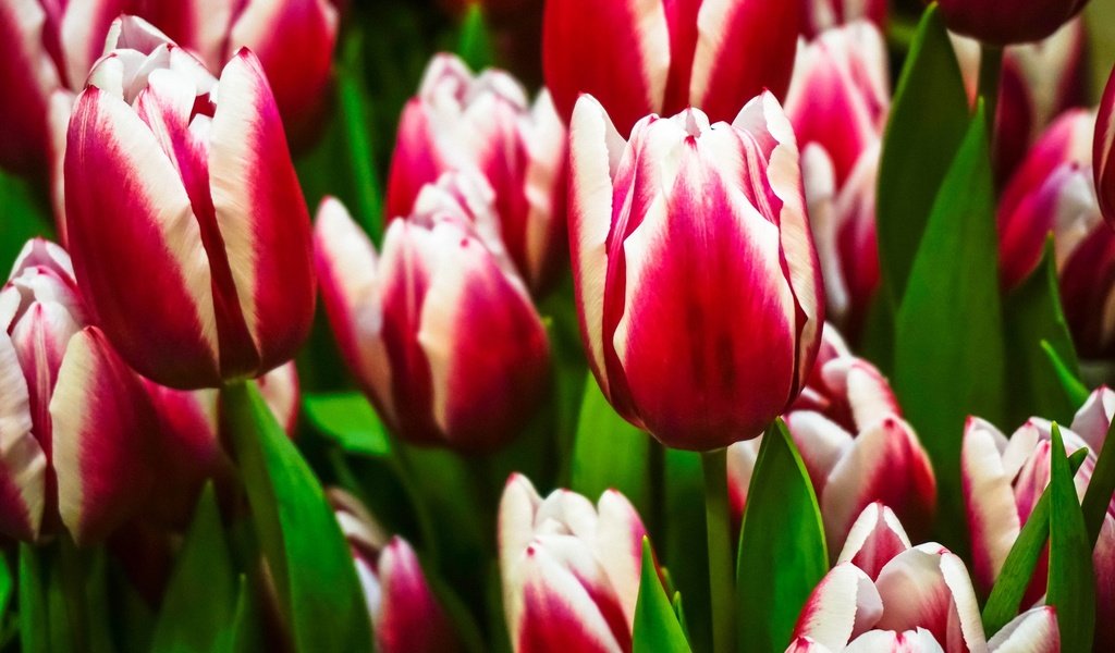 Обои цветы, бутоны, весна, тюльпаны, пестрые, flowers, buds, spring, tulips, motley разрешение 2048x1365 Загрузить