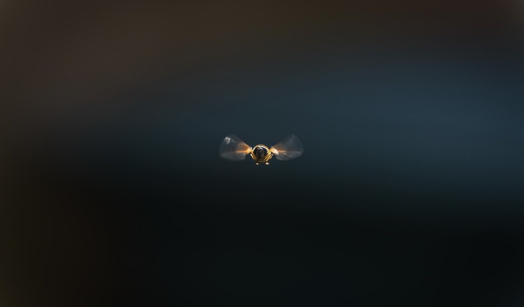 Обои насекомое, фон, полет, пчела, insect, background, flight, bee разрешение 2560x1709 Загрузить