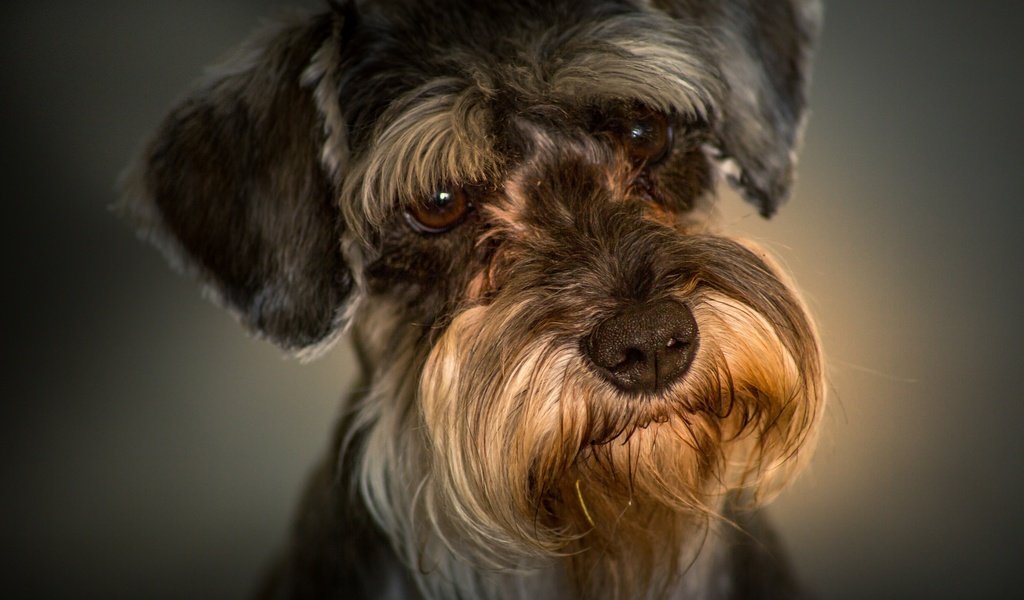 Обои портрет, взгляд, собака, мордашка, цвергшнауцер, portrait, look, dog, face, the miniature schnauzer разрешение 2048x1365 Загрузить