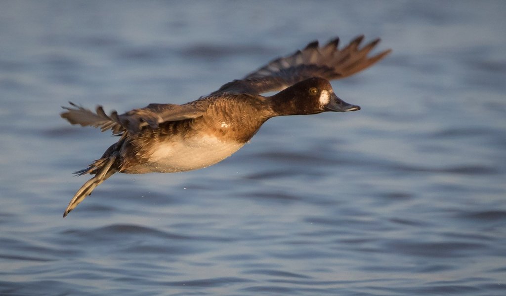 Обои вода, полет, крылья, птица, клюв, перья, утка, water, flight, wings, bird, beak, feathers, duck разрешение 2000x1333 Загрузить