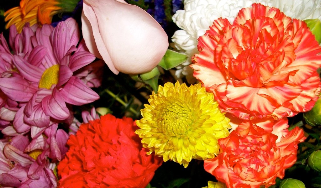 Обои цветы, роза, лепестки, букет, хризантема, гвоздика, flowers, rose, petals, bouquet, chrysanthemum, carnation разрешение 1920x1275 Загрузить