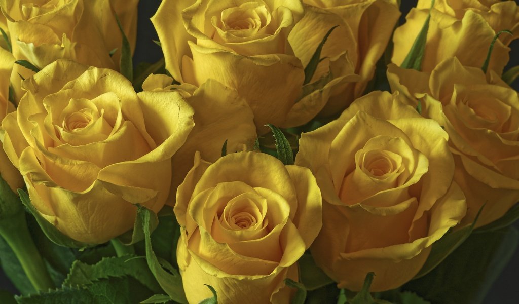Обои цветы, розы, букет, желтые, flowers, roses, bouquet, yellow разрешение 2003x1331 Загрузить