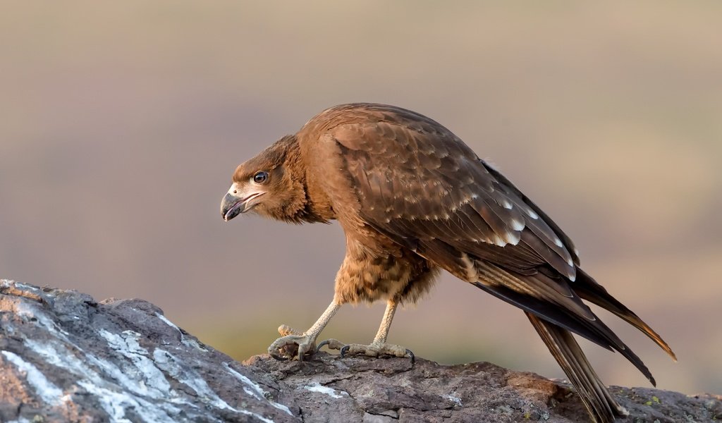 Обои природа, птица, клюв, перья, горная каракара, хищная птица, nature, bird, beak, feathers, mountain caracara, bird of prey разрешение 2500x1664 Загрузить