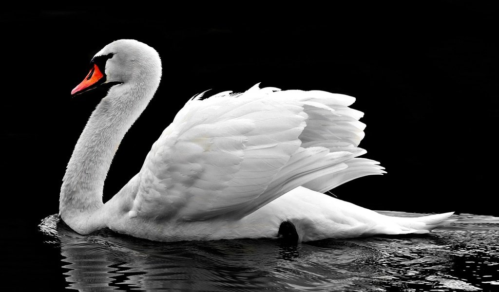 Обои вода, отражение, птица, клюв, черный фон, перья, лебедь, water, reflection, bird, beak, black background, feathers, swan разрешение 4000x2289 Загрузить