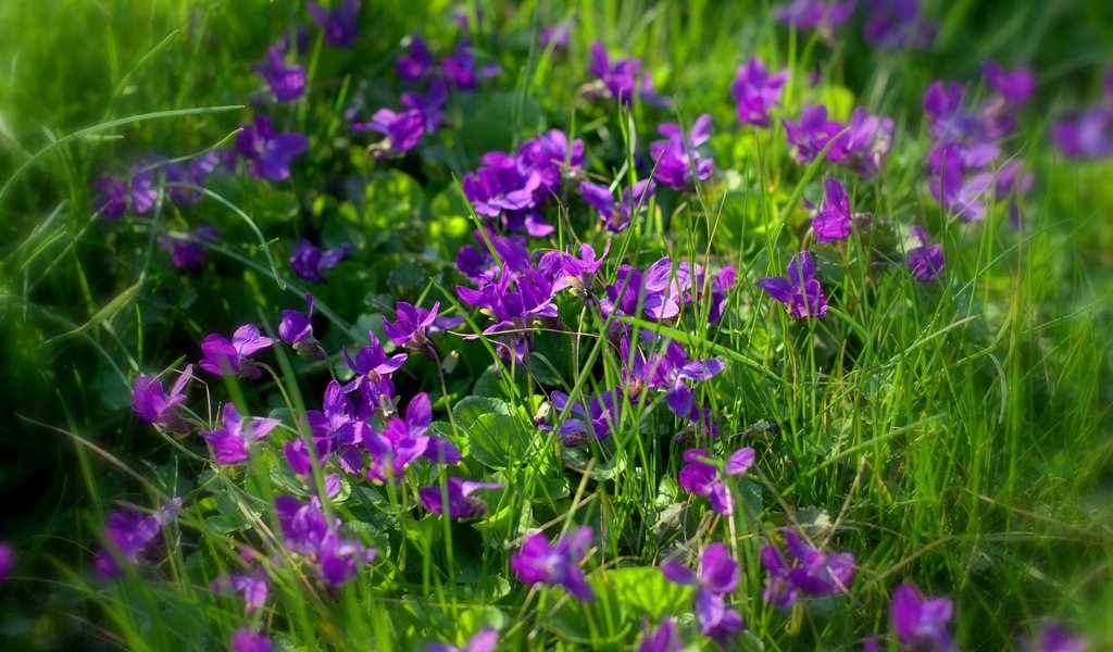 Обои цветы, трава, фиалки, фиолетовые цветы, sonata zemgulienе, flowers, grass, violet, purple flowers разрешение 1920x1200 Загрузить